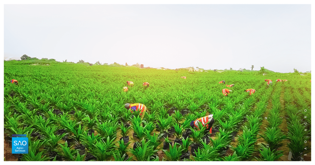 Picture of a farm SAO Agro farm.