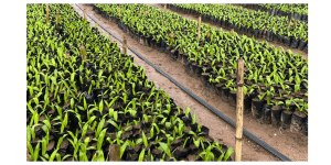 Oil palm farm in Nigeria by SAO Agro
