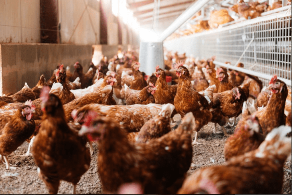 sao agro poultry