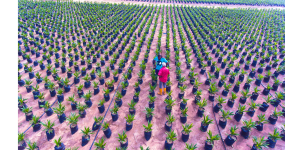 Main nursery seedling. SAO Agro farm Nigeria
